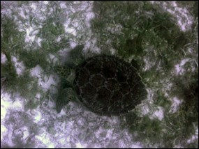 Green turtle swimming over seagrass habitat