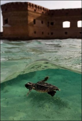 Sea turtle hatchling swimming in front of Fort Jefferson