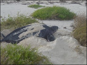 Nesting leatherback sea turtle