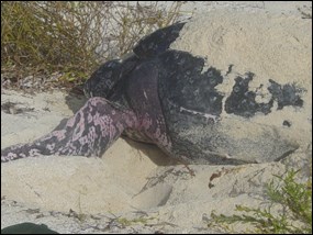 A peek at the underside of a leatherback sea turtle