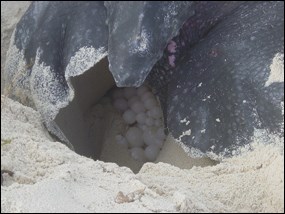 Leatherback sea turtle laying eggs