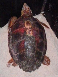Miranda, a female loggerhead sea turtle