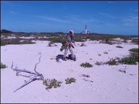 Removal of invasive beach naupaka