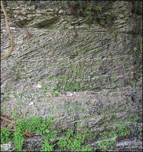 Alternating fine- and coarse-grained layers in the cross-bedded Miami Limestone