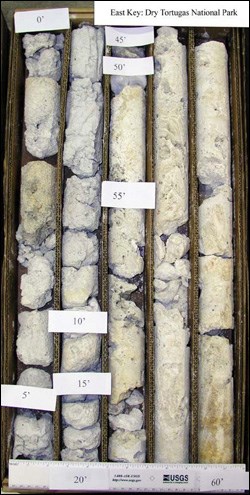 Sediment core from Dry Tortugas National Park containing the Key Largo Limestone