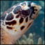 Sea Turtle