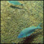 Corals and Fish