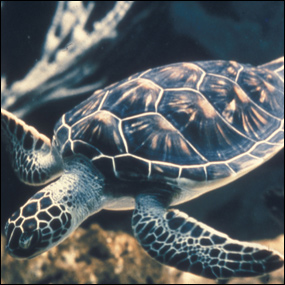 Green turtle