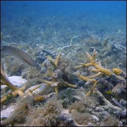 Regeneration of staghorn coral through asexual fragmentation