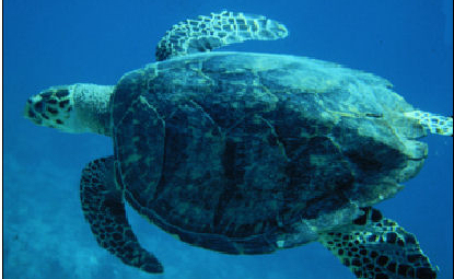 Sea Turtle Swimming