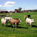 PioneerFarmCows
