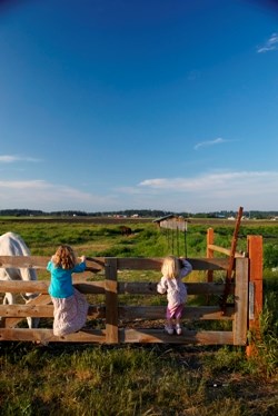 Children standing on wood fence looking at horse in field.