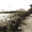 Hedgerows