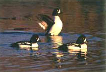 Barrow's goldeneye
