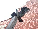 Photo of Raven statue