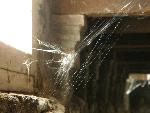 Photo of Creepy spiderwebs in basement