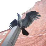 Photo of Raven statue