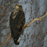 Juvenile Bald Eagle