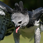 Harpy Eagle at HawkWatch