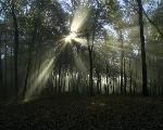 Sunrise in the Forest Near Fire Point
