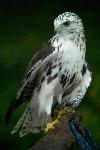 HAWK WATCH