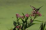 Butterfly at Effigy Mounds National Monument