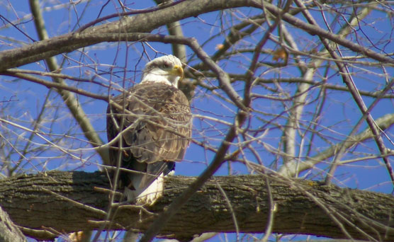 Bald Eagle