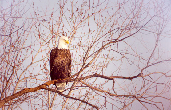 Bald Eagle - Near Prairie du Chien, WI