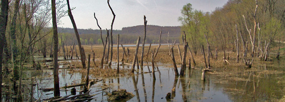 Boardwalk Trail Wetland