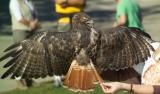 Hawk