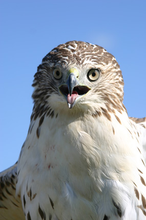 Red Tail Hawk