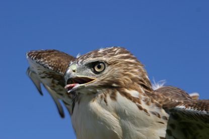 Hawk