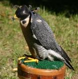 HawkWatch 2