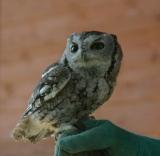Screech Owl