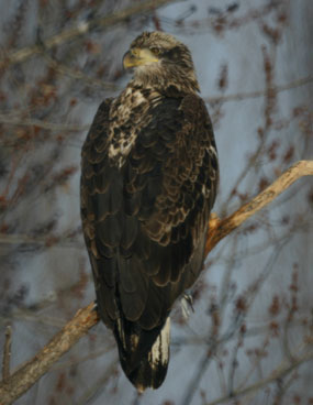 Eagle