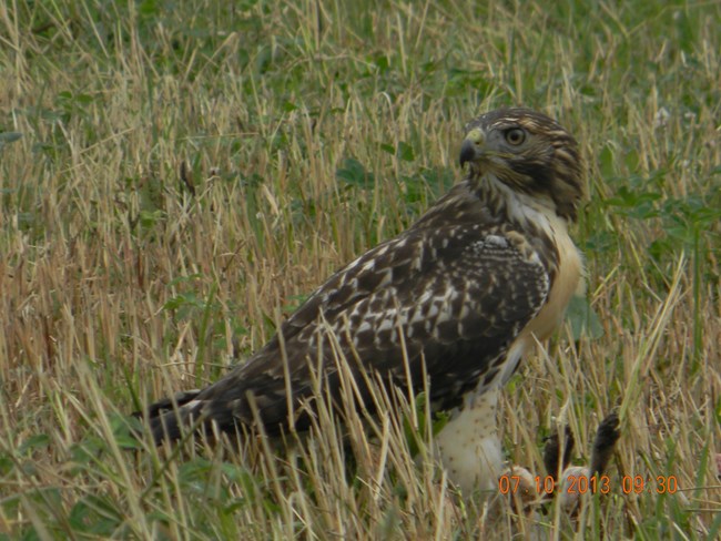 Photo of a red tail hawk on the ground with its dinner.