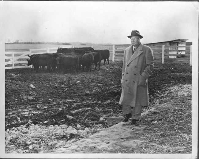 Eisenhower standing in the cow pen.