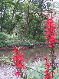 Cardinal flowers blooming along Marsh Creek.