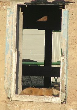 A red fox sleeps in the window of the Eisenhower barn .