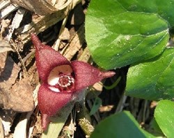 Wild ginger blooming in the forest adjacent to Marsh Creek.