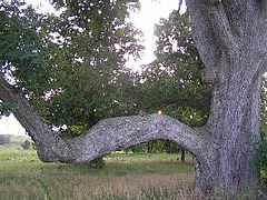 Swamp White Oak at Eisenhower NHS