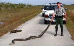 burmese python