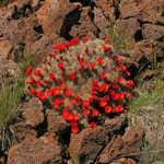 Flowers will soon bloom in the high desert of El Malpais.