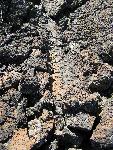 Tree cast in lava