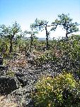 Stunted trees in a surreal forest