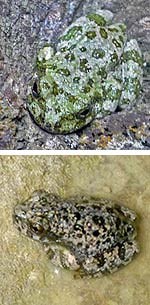 Two stacked images:
Top image:  a green and gray canyon treefrog nestles in a crack between rocks.
Bottom image:  a brown and gray canyon treefrog rests in a shallow puddle.