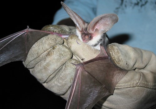 Two gloved hands hold a bat, keeping the bat's wings spread.  The bat's ears are twice as long as its head.