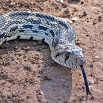 A mottled-colored bull snake flicks its tongue.
