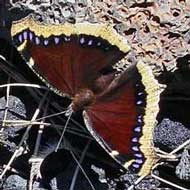 Butterfly-3190