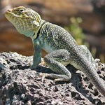 A male collared lizard basks on a rock.
